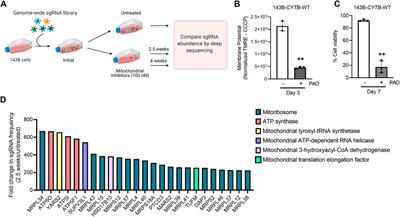 Genes Involved in Maintaining Mitochondrial Membrane Potential Upon Electron Transport Chain Disruption